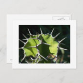 Kaktus Postkarte (Vorne/Hinten)