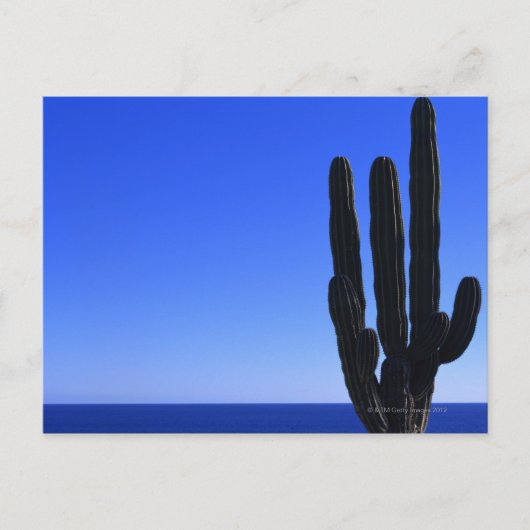 Kaktus Postkarte (Vorderseite)