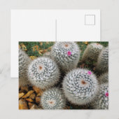 Kaktus Postkarte (Vorne/Hinten)