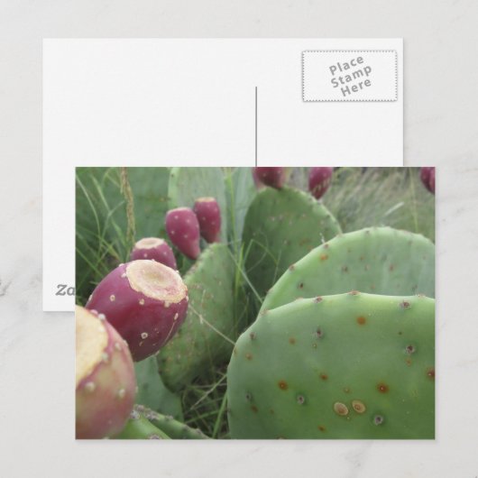 Kaktus Postkarte (Vorne/Hinten)