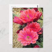 Kaktus:Postkarte Postkarte (Vorne/Hinten)