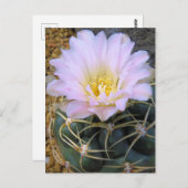 Kaktus:Postkarte Postkarte (Vorne/Hinten)