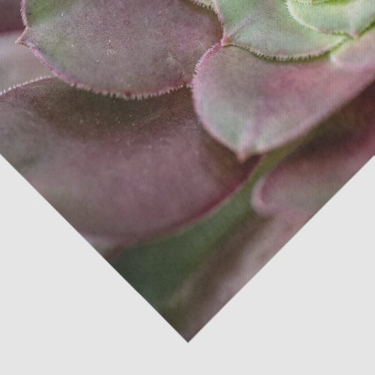 Kaktus Print | Eine Wüstenkaktus-Blume Seidenpapier (Ausschnitt)