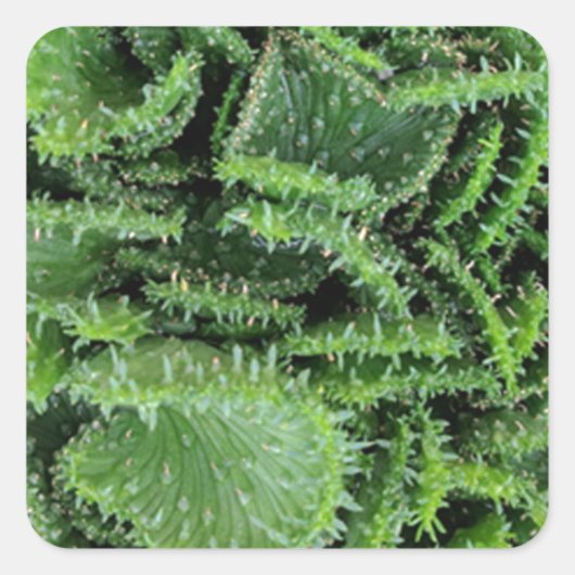 Kaktus Quadratischer Aufkleber (Vorderseite)