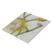 Kaktus: Säulenkaktus, von Trews "Plantae Selectae" Fliese (Seite)