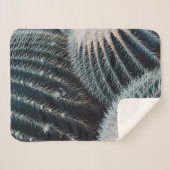 Kaktus Sherpadecke (Vorderseite (Horizontal))