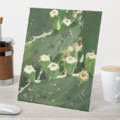 Kaktus Sockelschild (In Situ)