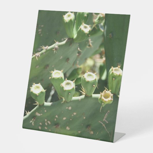 Kaktus Sockelschild (Vorderseite)