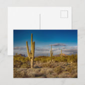 Kaktus-Sonnenuntergang in Arizona Postkarte (Vorne/Hinten)