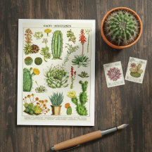 Kaktus Sukkulenten Botanische Illustrations-Postka