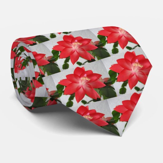 Kaktus, Weihnachtskaktus Krawatte (Gerollt)