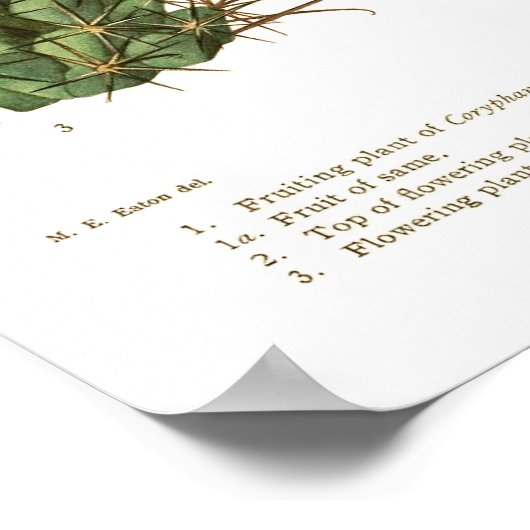 Kaktusart Poster (Ecke)