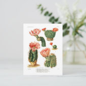 Kaktusart Postkarte (Stehend Vorderseite)