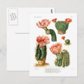 Kaktusarten Postkarte (Vorne/Hinten)