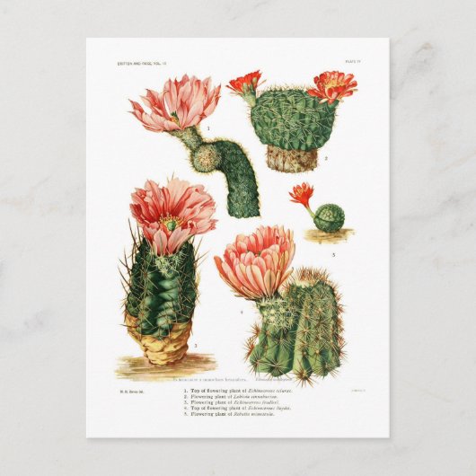 Kaktusarten Postkarte (Vorderseite)