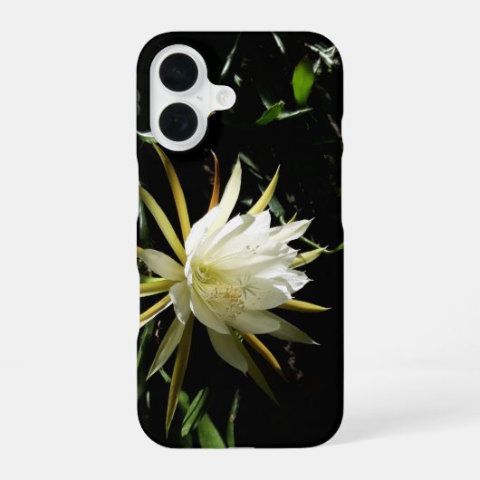 Kaktusblüte iPhone 16 Hülle (Rückseite)