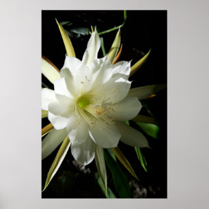 Kaktusblüte Poster