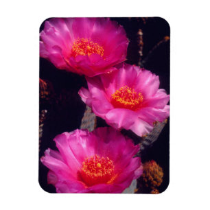 Kaktusblüten des Beavertail-Kaktus 2 Magnet