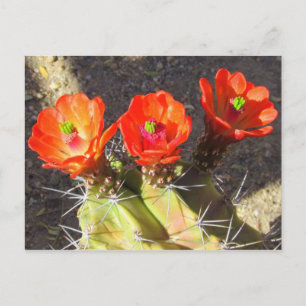 Kaktusblüten Postkarte