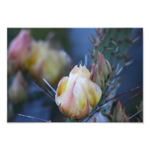 Kaktusknospe Fotodruck