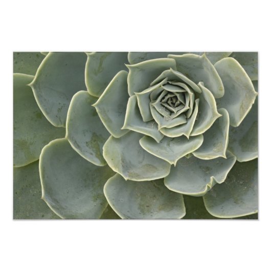 Kaktusmuster Fotodruck (Vorne)