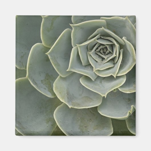Kaktusmuster Magnet (Vorne)