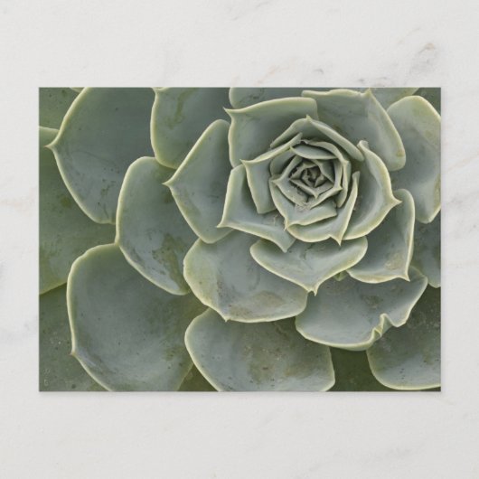 Kaktusmuster Postkarte (Vorderseite)