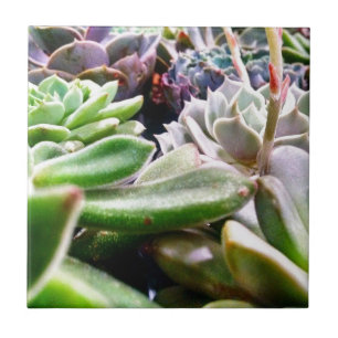 Kaktusvarietät Fliese