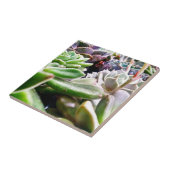 Kaktusvarietät Fliese (Seite)