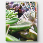 Kaktusvarietät Fotoplatte (Vorderseite)