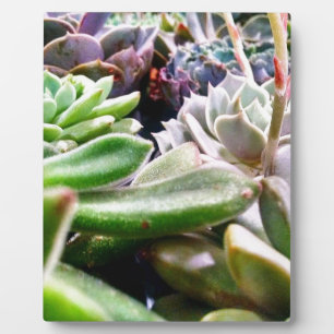 Kaktusvarietät Fotoplatte