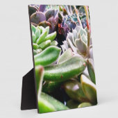 Kaktusvarietät Fotoplatte (Seite)