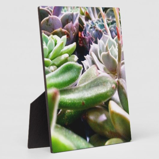 Kaktusvarietät Fotoplatte (Seite)