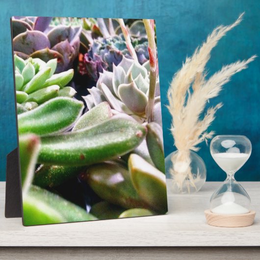 Kaktusvarietät Fotoplatte (Seite)