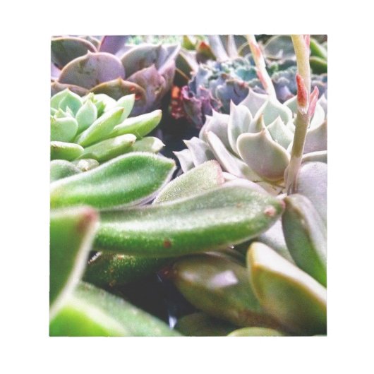 Kaktusvarietät Notizblock (Vorderseite)