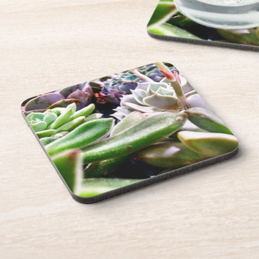 Kaktusvarietät Untersetzer (Linke Seite)