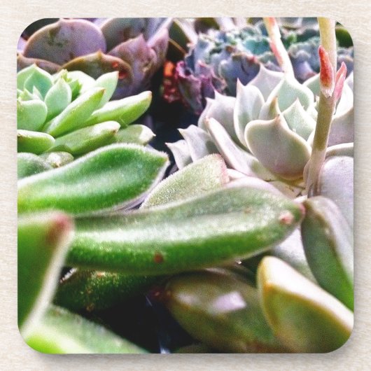 Kaktusvarietät Untersetzer (Vorderseite)