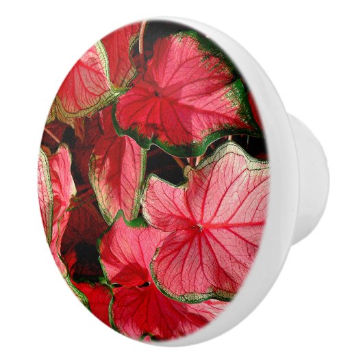 KALADIUM/WAVY BLÄTTER/PINK, GRÜNE UND ROTE FARBEN KERAMIKKNAUF (Rechts)