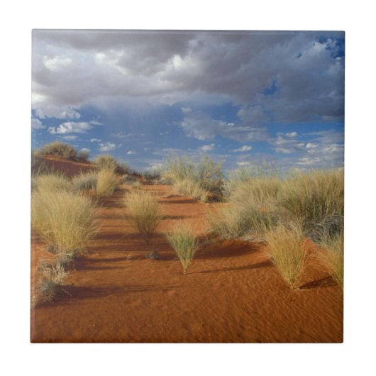 Kalahari Desert Scene, Kgalagadi Transborder 2 Fliese (Vorderseite)
