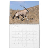 Kalahari! Kalender-Säugetiere von Kgalagadi Kalender (Mär 2027)