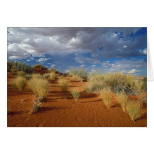 Kalahari-Wüsten-Szene, Kgalagadi Transfrontier 2