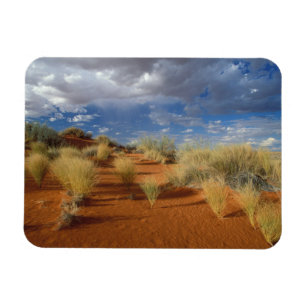 Kalahari-Wüsten-Szene, Kgalagadi Transfrontier 2 Magnet