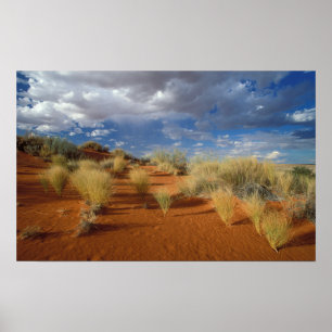 Kalahari-Wüsten-Szene, Kgalagadi-Transfrontier 2 Poster