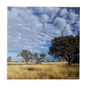 Kalahari-Wüsten-Szene, Kgalagadi-Transfrontier Fliese