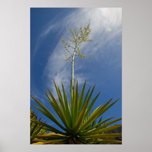 Kalalau Cactus Canvas Print Poster (Vorne)