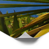 Kalalau Cactus Canvas Print Poster (Ecke)