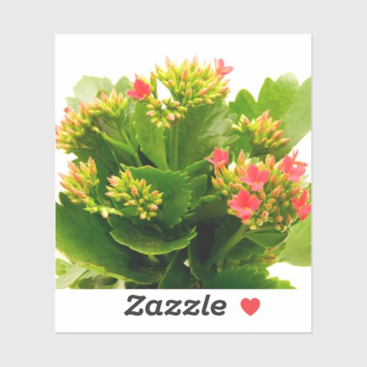 Kalanchoe blossfeldiana aufkleber (Blatt)