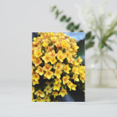 Kalanchoe Blossfeldiana Postkarte (Stehend Vorderseite)