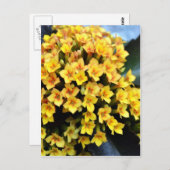 Kalanchoe Blossfeldiana Postkarte (Vorne/Hinten)
