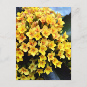 Kalanchoe Blossfeldiana Postkarte